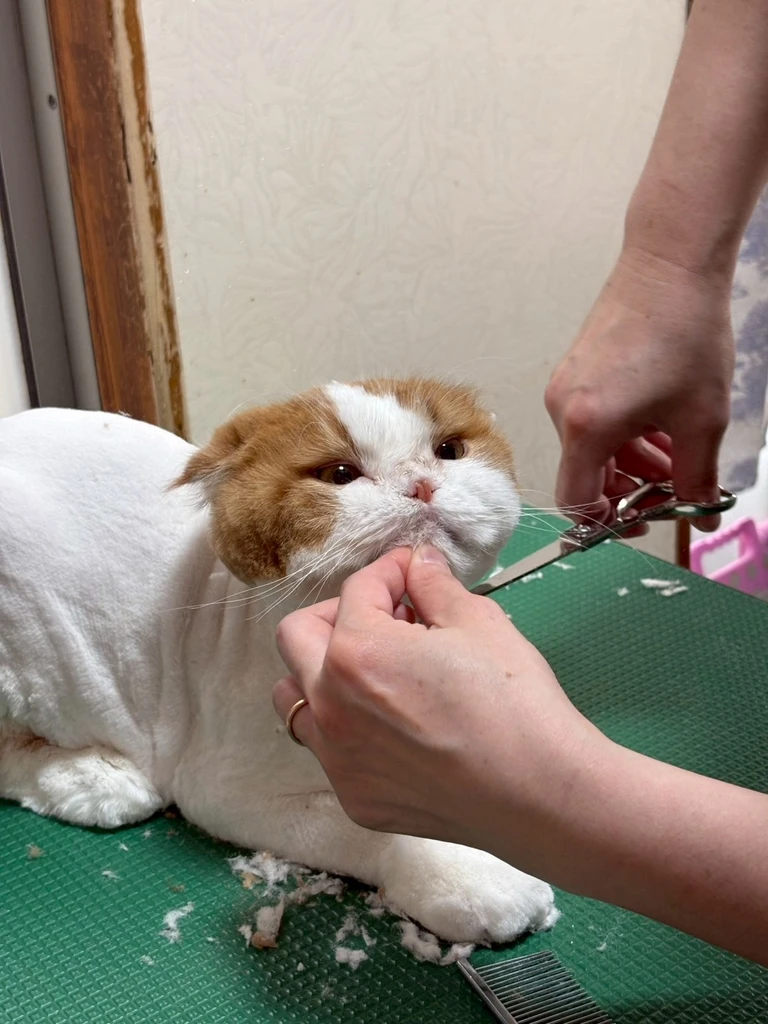 リラックスした表情でこちらを見つめるキジトラ猫
