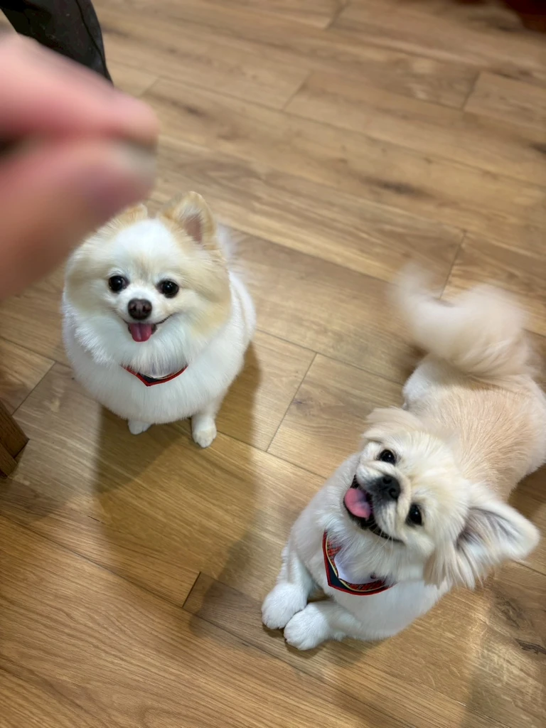 トリミング台の上で落ち着いてトリミングを受けるハチワレ猫