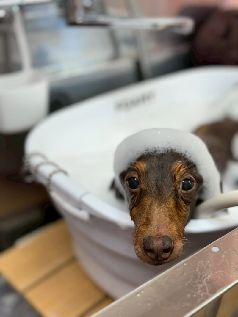 Trimming Salon BUDDy