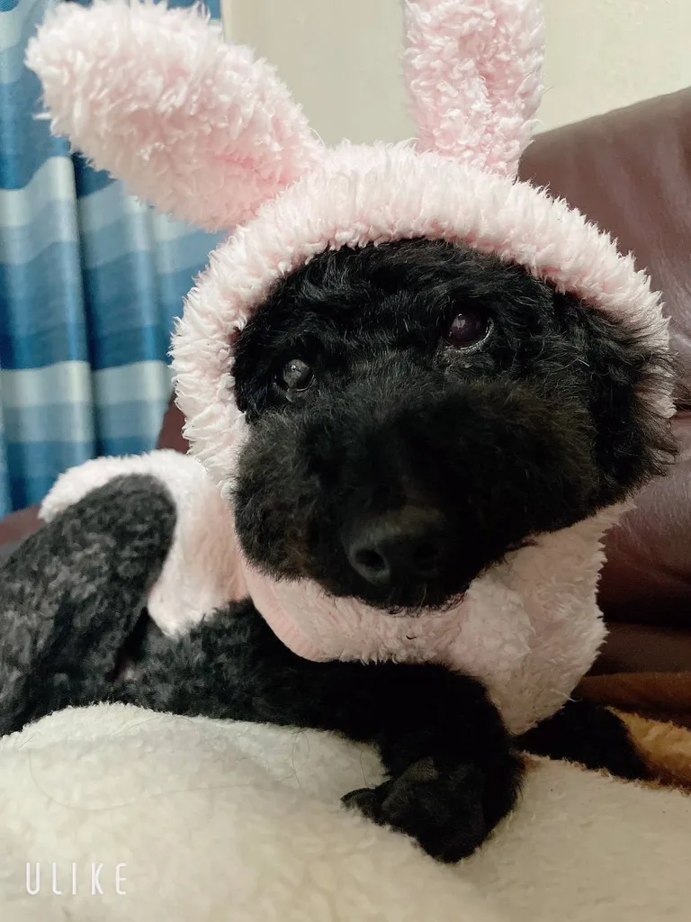 山岡美果子の愛犬「スカイ」（トイプードル）