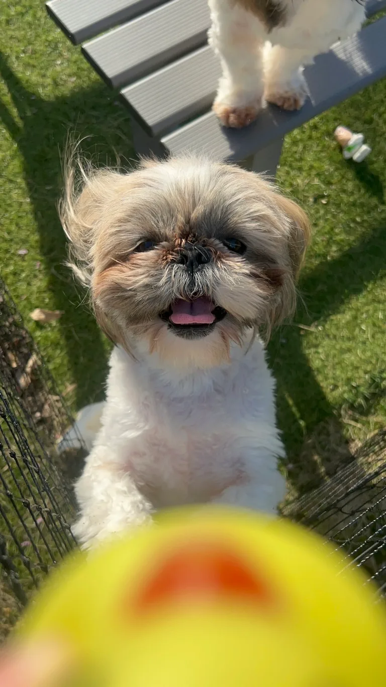 鈴木さくらの愛犬「らん」