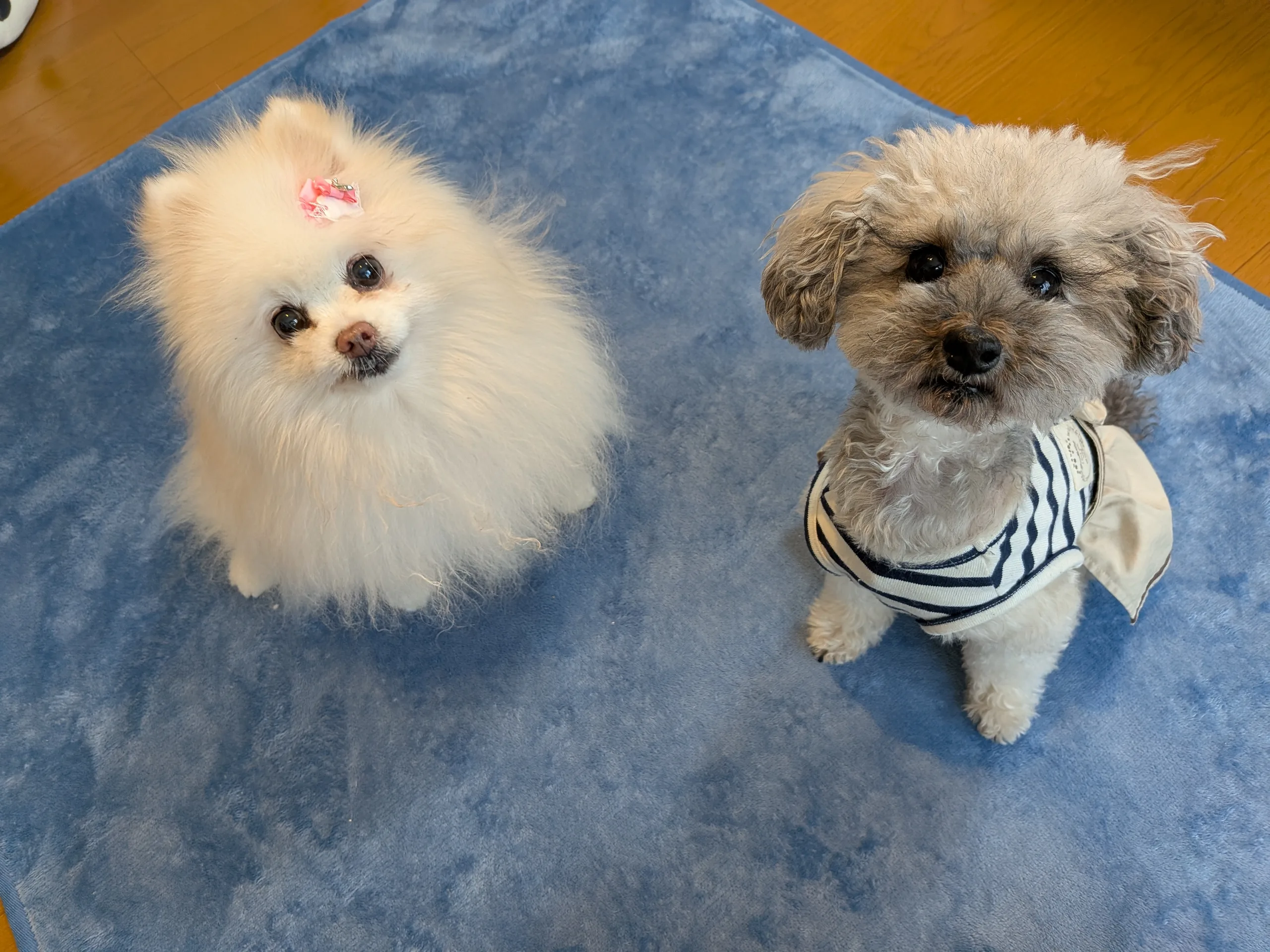 小倉とも子の愛犬「はっち」（ポメラニアン）と「つむぎ」（シュナプー）