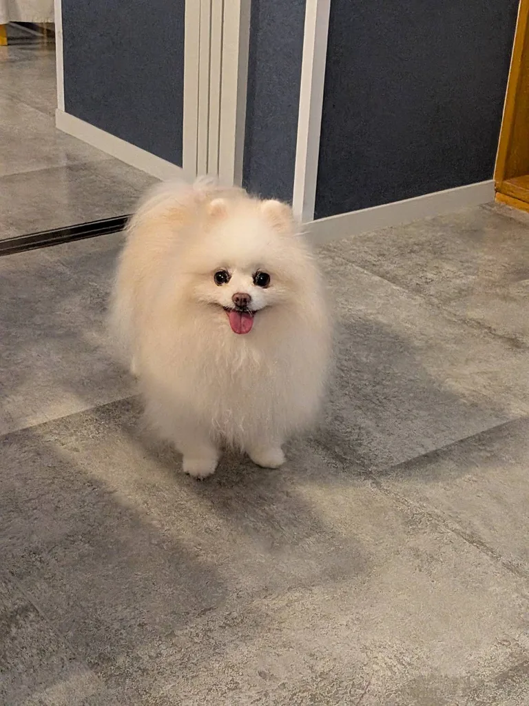 小倉とも子の愛犬「はっち」（笑顔の白ポメラニアン）