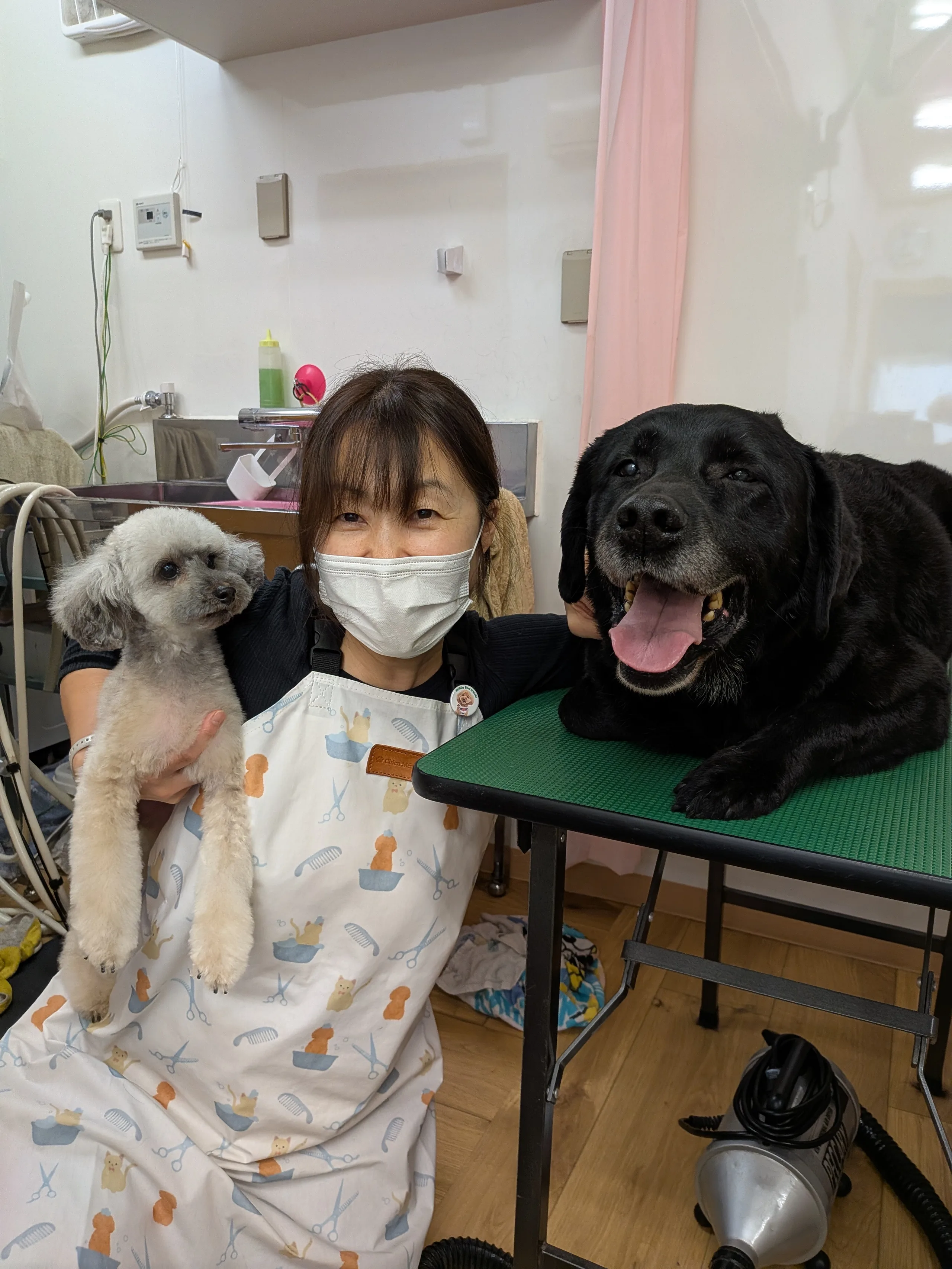 トリミング室でトイプードルと黒ラブラドールレトリバーに寄り添うオーナートリマー小倉とも子