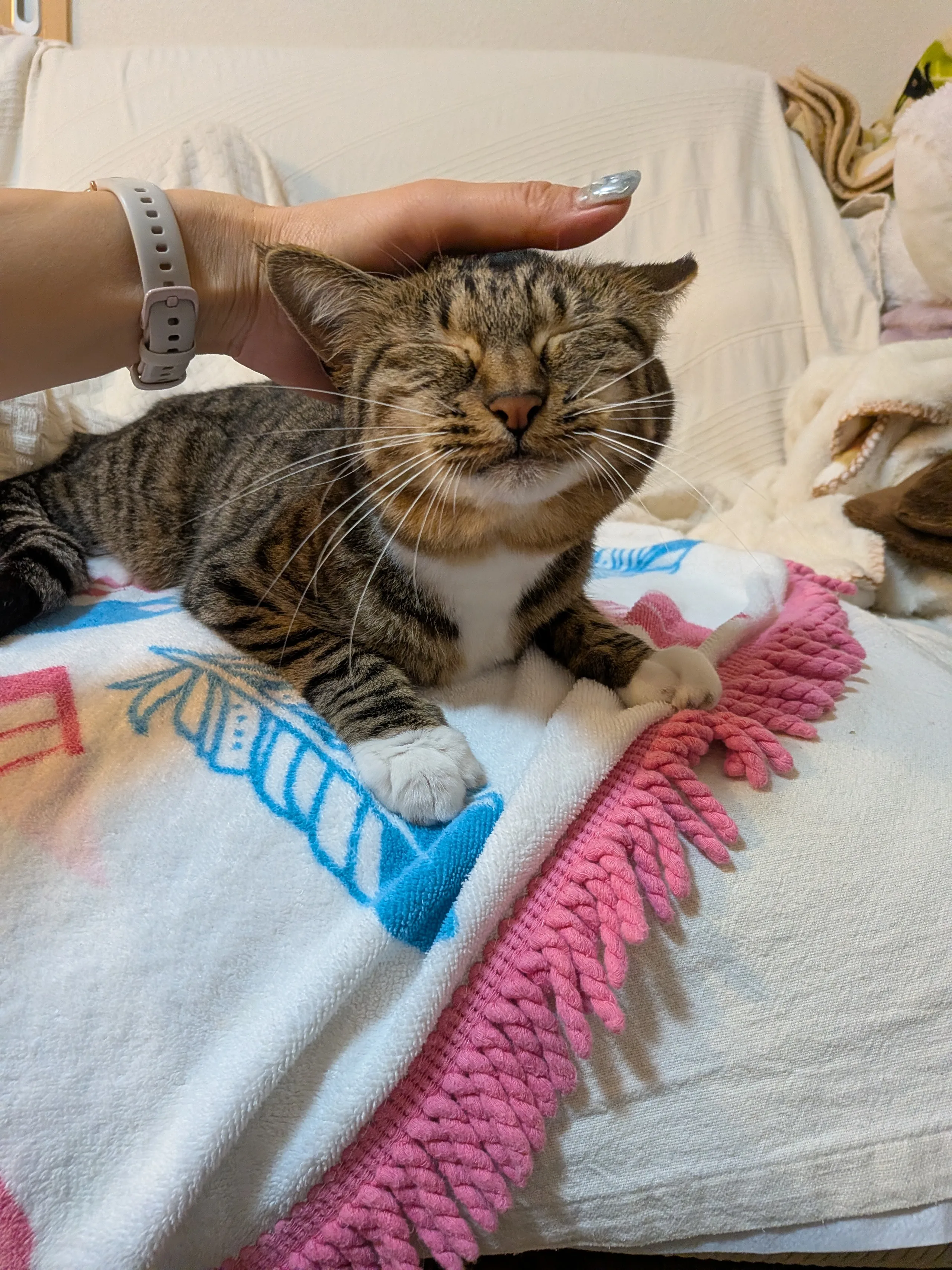 小倉とも子の愛猫「ひじり」（頭を撫でられて目を細めるキジトラ猫）